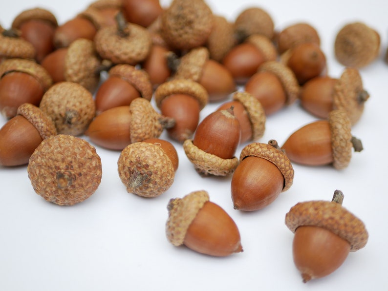 Acorns natural,Dried oak tree acorns with cups Nuts,Fall Decoration, acorn ornaments,Acorns with Cups autumn decor wedding centerpiece image 10