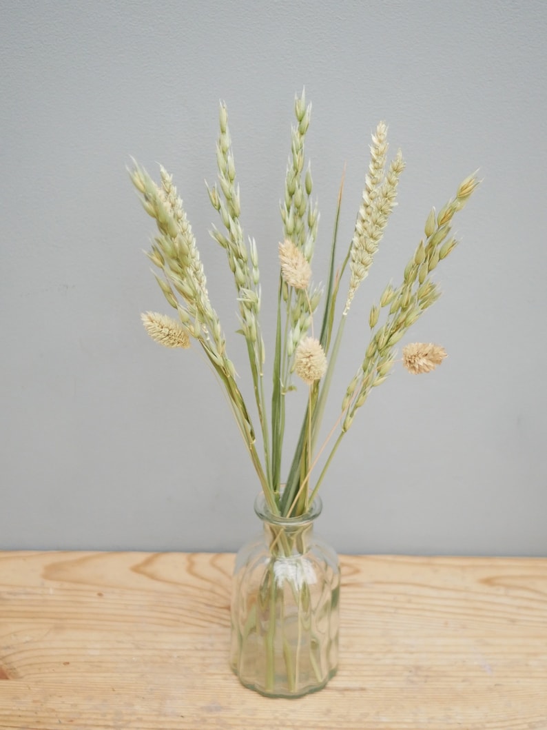 Mix of Dried Natural wheat stems Canary Grass and Oat Dried grass / Dried Flowers / Rustic Home Decor Oat stems image 8