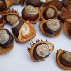 Dried conkers Conkers in shells ,Dried natural conkers Nuts,Fall Decoration, Floral supplies, conkers ornaments,buckeye Horse Chestnut