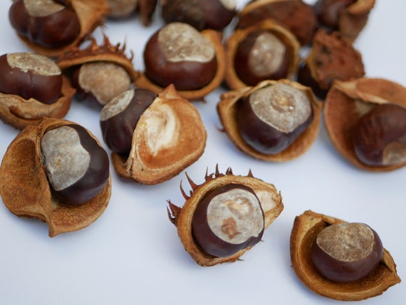 Natural Horse Chestnuts Conkers - 24 Pieces Natural Horse Chestnuts Conkers - 24 Pieces