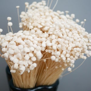 May include: A bunch of dried white billy buttons, also known as craspedia, with long, thin stems. The flowers are clustered together in a vase.