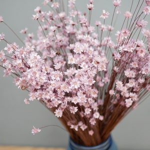 Dried Star Flowers,Glixia flowers, Country lilac,dusty pink, colour Rustic flowers Natural grasses rustic decoration