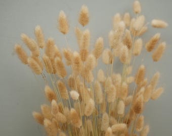 May include: A bunch of dried lagurus ovatus, commonly known as bunny tail grass, featuring numerous soft, fluffy, light beige, oval-shaped seed heads attached to thin, slender, upright stems, creating a dense and textured botanical arrangement.