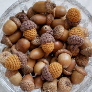 Acorns natural,Dried oak tree acorns with cups Nuts,Fall Decoration, acorn ornaments,Acorns with Cups autumn decor wedding centerpiece image 2