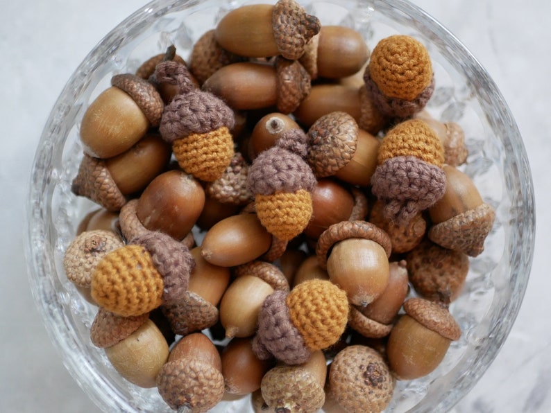 Acorns natural,Dried oak tree acorns with cups Nuts,Fall Decoration, acorn ornaments,Acorns with Cups autumn decor wedding centerpiece image 2