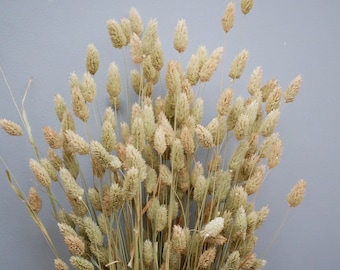 Dried Natural phalaris / Canary Grass / Dried grass / Dried Flowers / Rustic Home Decor