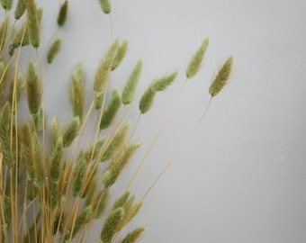 May include: A close-up of dried bunny tail grass. The fluffy, light green and tan grass stems are arranged against a light gray background. The image highlights the delicate texture and natural color variations of the dried floral arrangement.