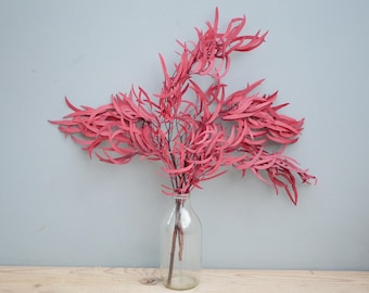 May include: A clear glass bottle containing a cluster of long, slender, vibrant pink eucalyptus branches. The stems are thin and dark, supporting numerous narrow, curved leaves that extend outward in a wide, branching arrangement.