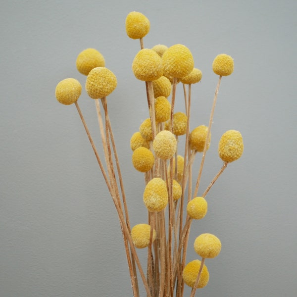 Craspedia/ Fleurs Billy Button jaune/Fleurs séchées | Mariage à la maison rustique