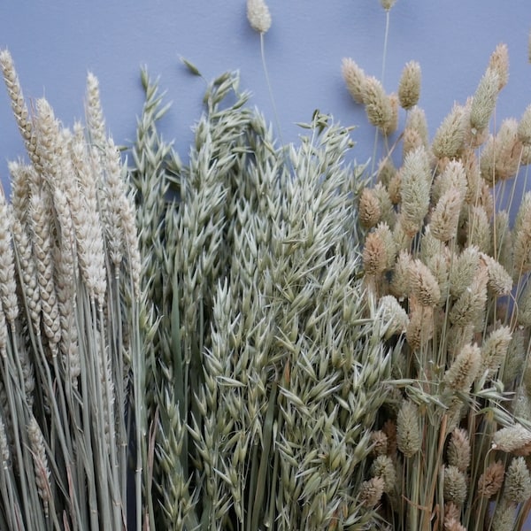 Mix of Dried Natural wheat stems Canary Grass and Oat Dried grass / Dried Flowers / Rustic Home Decor Oat stems