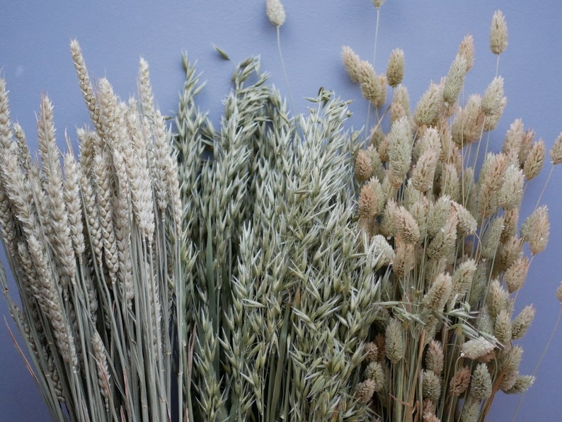 Mix of Dried Natural wheat stems Canary Grass and Oat Dried grass / Dried Flowers / Rustic Home Decor Oat stems image 1