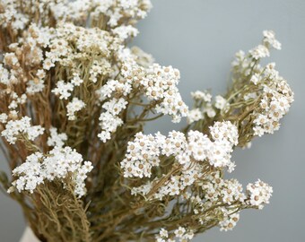 May include: A bouquet of dried Achillea ptarmica flowers featuring numerous small, white, star-shaped blossoms with light brown centers. The stems are thin, textured, and brownish-green, supporting clusters of delicate, dried floral heads.