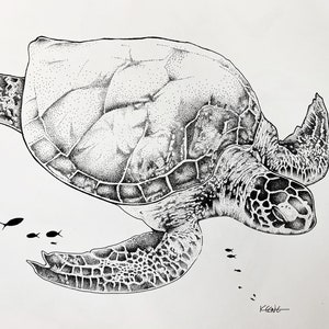 Florida Wildlife Drawings