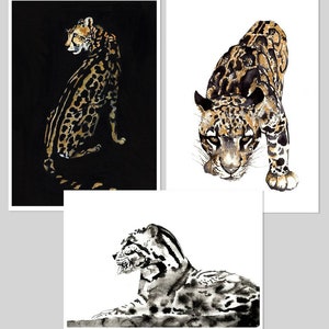May include: Three watercolour paintings of clouded leopards. The first painting shows a clouded leopard sitting on a black background. The second painting shows a clouded leopard walking towards the viewer on a white background. The third painting shows a clouded leopard lying down on a white background.