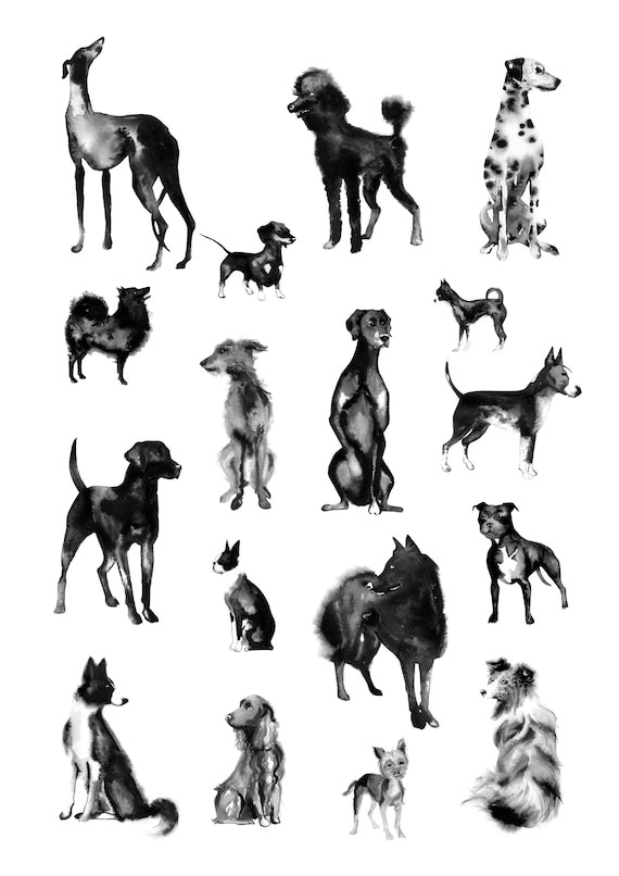 Inky Dog Breeds Black and White Dog Illustration, Pet Portrait