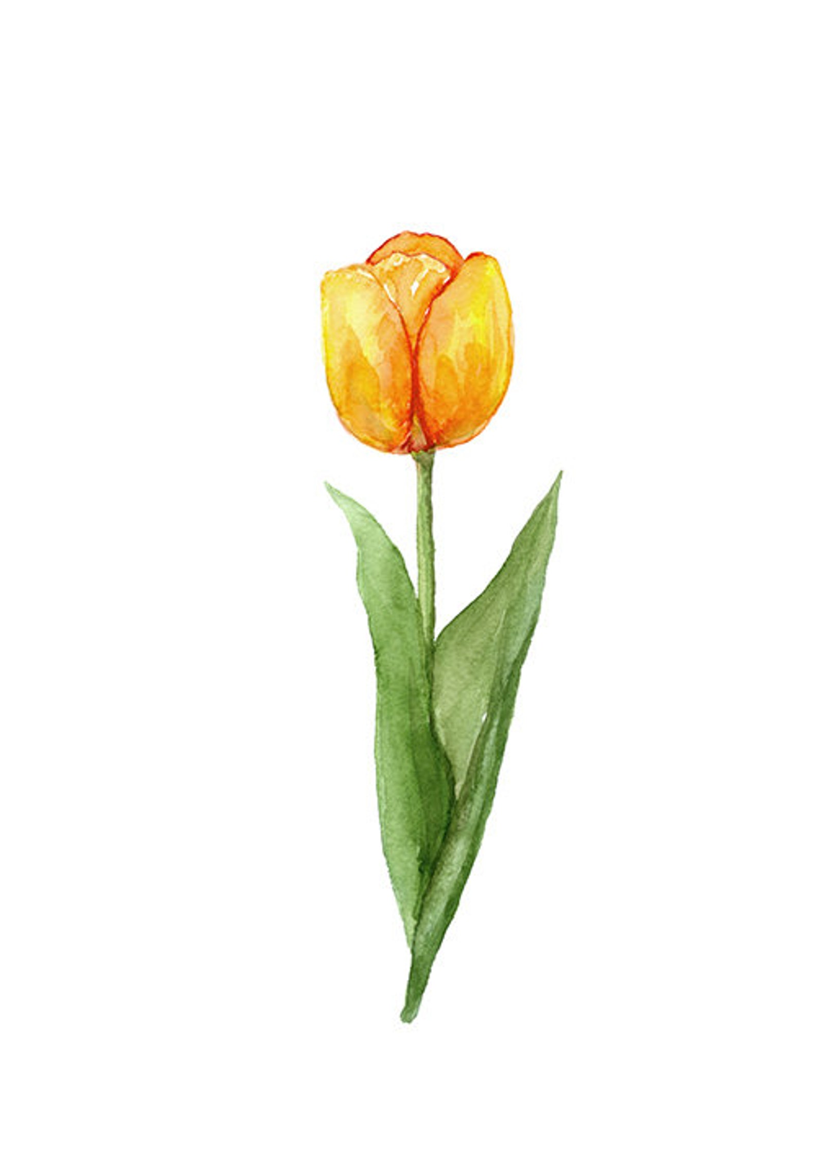 Colorful Tulip Wall Art Set Printable Flower Botanical Instant Etsy