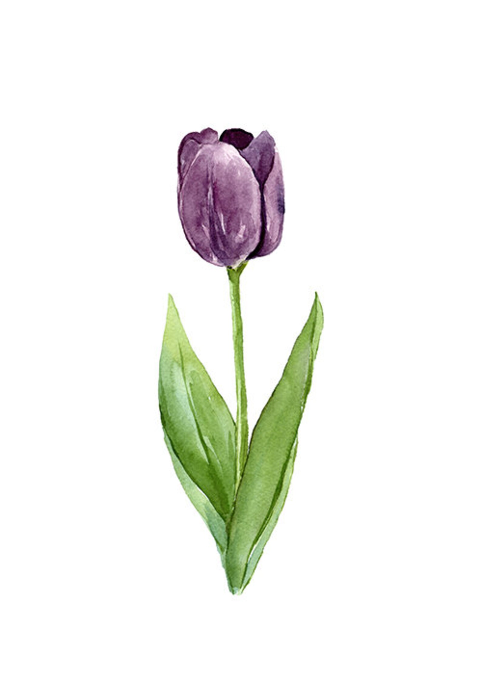 Colorful Tulip Wall Art Set Printable Flower Botanical Instant Etsy