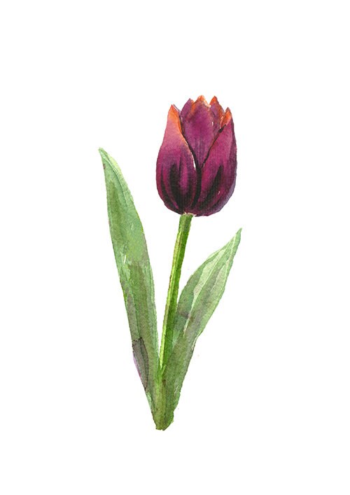 Colorful Tulip Wall Art Set Printable Flower Botanical Instant | Etsy