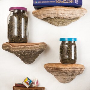 Shelf Mushroom shelf - Natural forest decor - Since 2016 on Etsy - Elf Gnome Dwarf Fairy home decoration - Waldorf interior. image 2