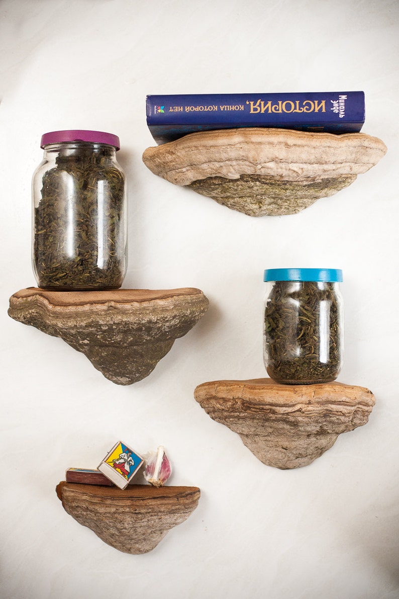 Shelf Mushroom shelf - Natural forest decor - Since 2016 on Etsy - Elf Gnome Dwarf Fairy home decoration - Waldorf interior. image 2