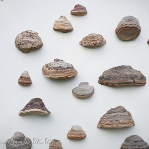 Mushroom shelf fridge magnets - Natural forest decor - Elf Gnome Dwarf Fairy home kitchen fridge decoration -Waldorf
