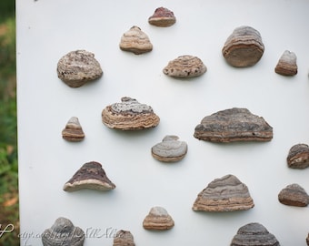 Mushroom shelf fridge magnets - Natural forest decor - Elf Gnome Dwarf Fairy home kitchen fridge decoration -Waldorf