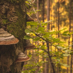 Shelf Mushroom shelf - Natural forest decor - Since 2016 on Etsy - Elf Gnome Dwarf Fairy home decoration - Waldorf interior. image 4