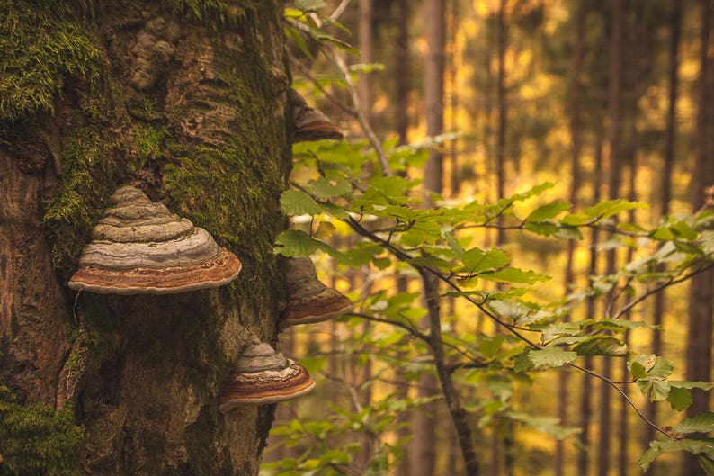 Shelf Mushroom shelf - Natural forest decor - Since 2016 on Etsy - Elf Gnome Dwarf Fairy home decoration - Waldorf interior. image 4