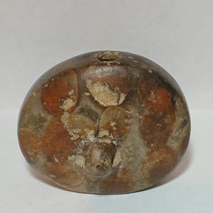 May include: A polished, oval-shaped stone featuring a mottled pattern of reddish-brown and grey circular inclusions throughout its surface. The stone has a smooth, rounded texture with a small, singular circular opening visible at the top edge.