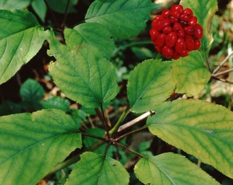 Dairyland Management's Stratified American Ginseng Seeds - 4 oz Pack - #1 Best-Selling Brand, Start your own Wild Ginseng Patch!