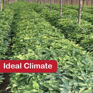 an ideal climate for american ginseng