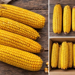May include: A collection of yellow corn cobs shown in three different arrangements. The cobs are displayed individually on a wooden surface, in a group of four, and packed together inside a cardboard box, all featuring bright yellow kernels.