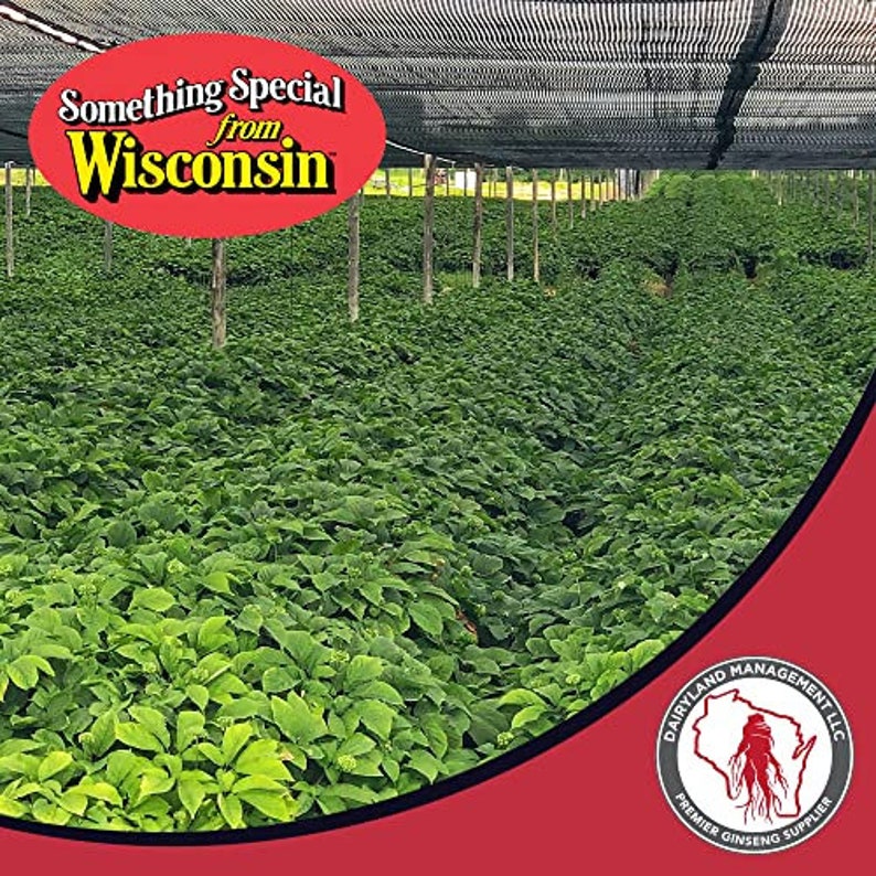Dairyland Management's Stratified American Ginseng Seeds 4 Oz Pack 1