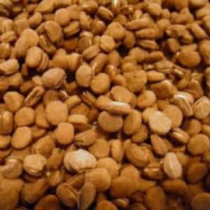 American Ginseng Seed, Ready to Plant!