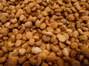 American Ginseng Seed, Ready to Plant!