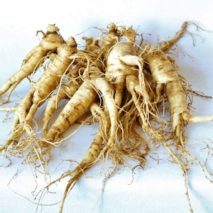 May include: A group of dried ginseng roots with a light brown color and a tangled network of roots.