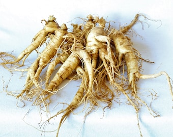 American Ginseng Roots Ready for Transplanting! (Premium Quality 3 yr old Seed Producing Plants) Start your Own Wild Ginseng Patch Today!