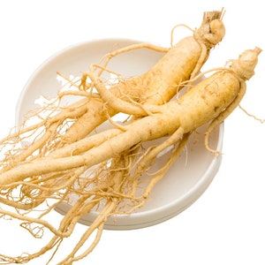 Fresh american ginseng roots for planting