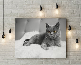 British shorthair cat