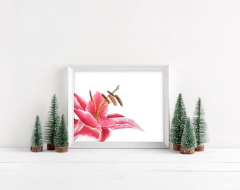 Pink Stargazer Lily Watercolor Painting