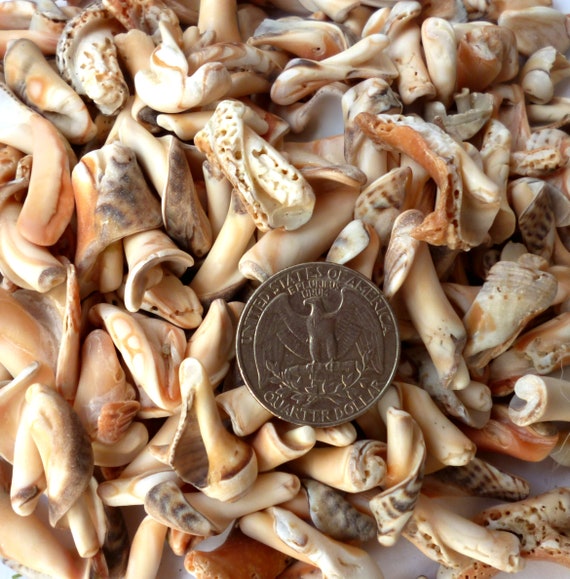 Sea Shells Bulk 50-150 Set Raw Genuine Seashell Spiral Innards | Etsy