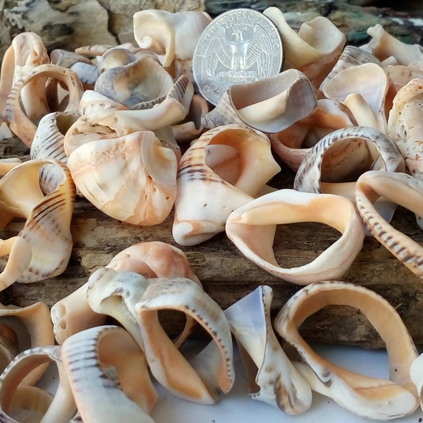 Sea shells bulk 25-75 set Raw natural sea shell center  Jewelry Making Craft