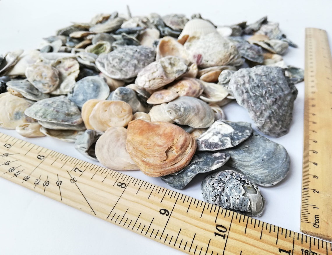 Bulk Antique Sea Shells Lot 2080 Set Raw Old Seashell Genuine Etsy