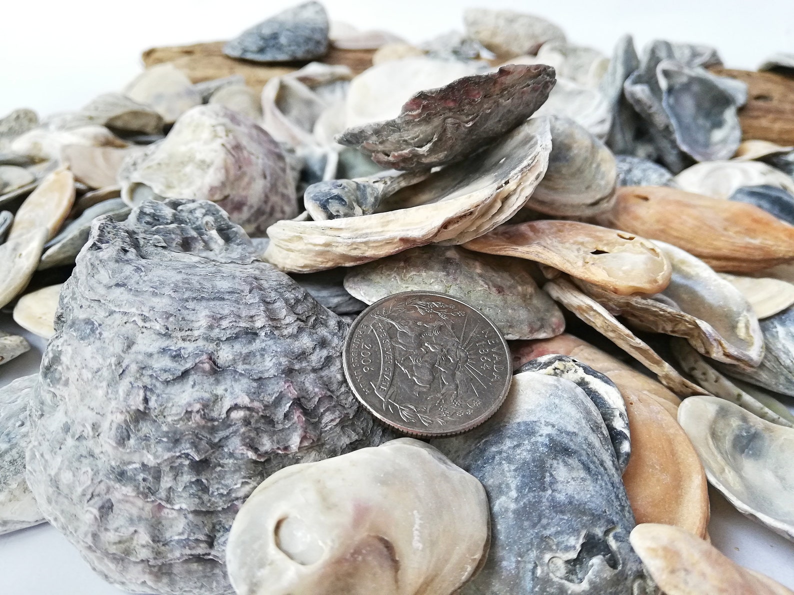 Bulk Antique Sea Shells Lot 2080 Set Raw Old Seashell Genuine Etsy