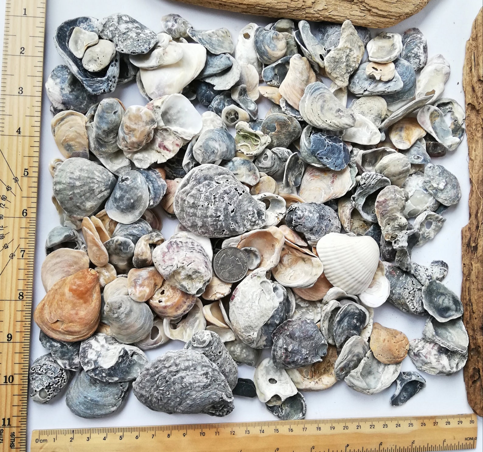 Bulk Antique Sea Shells Lot 2080 Set Raw Old Seashell Genuine Etsy