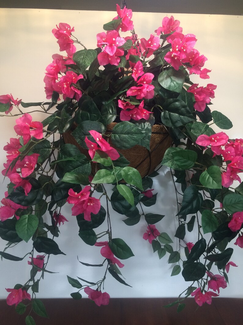 Bougainvillea in wire hanging basket Beauty Etsy