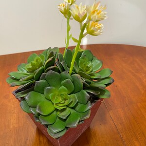 May include: A potted succulent plant with green leaves and white flowers in a brown square planter.