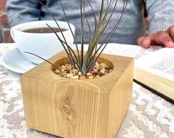 Air Plant in Reclaimed Wood Single-Pot
