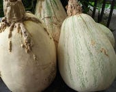 Tennessee Sweet Potato Pumpkin seeds