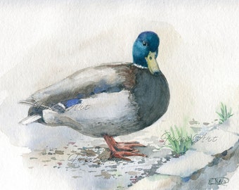 Mallard, wild bird, small original watercolor 5.9 x 8.3''( 15 x 21 cm)